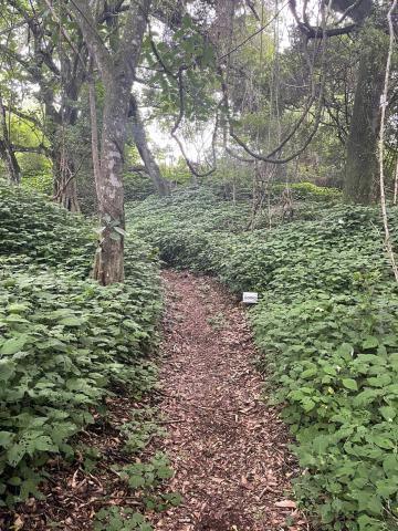 Run in the forest