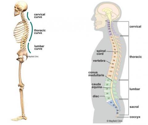The spine from the side
